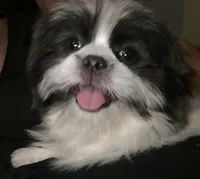 Jack Silver, a male Maltese and Shih Tzu for sale in Macclenny, FL – Photo 1 of 10