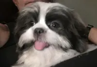 Jack Silver, a male Maltese and Shih Tzu for sale in Macclenny, FL – Photo 5 of 10