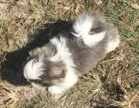 Jack Silver, a male Maltese and Shih Tzu for sale in Macclenny, FL – Photo 6 of 10