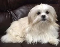 Jack Silver, a male Maltese and Shih Tzu for sale in Macclenny, FL – Photo 9 of 10