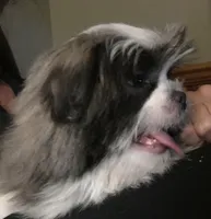 Jack Silver, a male Maltese and Shih Tzu for sale in Macclenny, FL – Photo 4 of 10