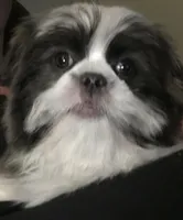 Jack Silver, a male Maltese and Shih Tzu for sale in Macclenny, FL – Photo 3 of 10