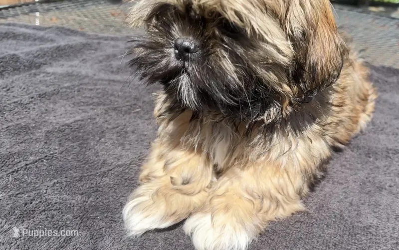 Tucker – Shih Tzu puppy for sale in Macclenny, FL