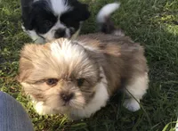 Lady, a female Shih Tzu for sale in Macclenny, FL – Photo 3 of 6