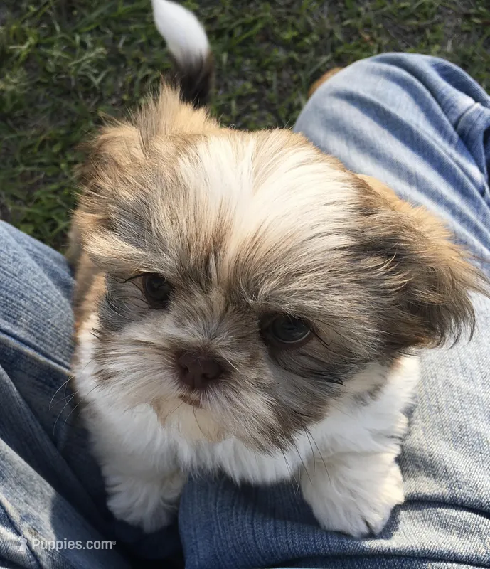 Lady, a female Shih Tzu for sale in Macclenny, FL – Photo 1 of 6