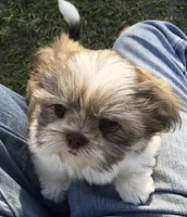 Lady, a female Shih Tzu for sale in Macclenny, FL – Photo 1 of 6