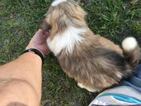 Lady, a female Shih Tzu for sale in Macclenny, FL – Photo 6 of 6