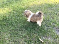 Lady, a female Shih Tzu for sale in Macclenny, FL – Photo 5 of 6