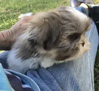 Lady, a female Shih Tzu for sale in Macclenny, FL – Photo 4 of 6