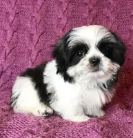 Cricket, a female Maltese and Shih Tzu for sale in Macclenny, FL – Photo 6 of 10