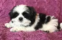 Cricket, a female Maltese and Shih Tzu for sale in Macclenny, FL – Photo 7 of 10