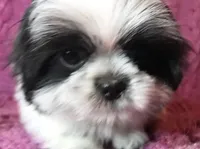 Cricket, a female Maltese and Shih Tzu for sale in Macclenny, FL – Photo 8 of 10