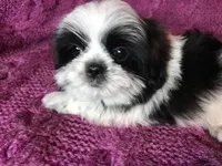 Cricket, a female Maltese and Shih Tzu for sale in Macclenny, FL – Photo 3 of 10