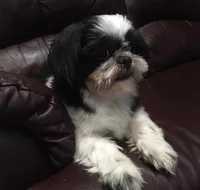 Cricket, a female Maltese and Shih Tzu for sale in Macclenny, FL – Photo 10 of 10