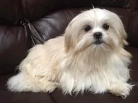 Cricket, a female Maltese and Shih Tzu for sale in Macclenny, FL – Photo 9 of 10