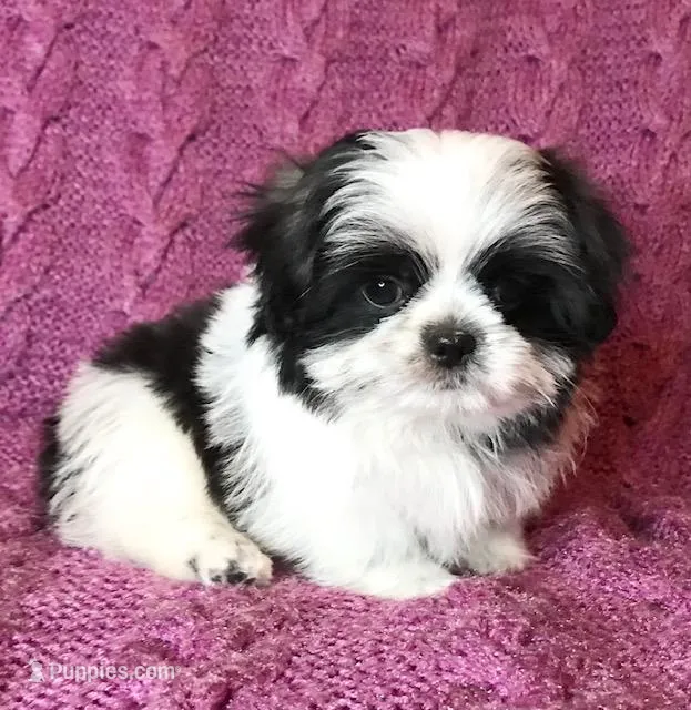 Cricket, a female Maltese and Shih Tzu for sale in Macclenny, FL – Photo 1 of 10