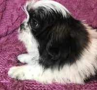 Cricket, a female Maltese and Shih Tzu for sale in Macclenny, FL – Photo 5 of 10