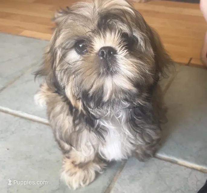 Jack – Shih Tzu puppy for sale in Macclenny, FL