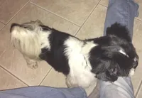 Romeo, a male Shih Tzu for sale in Macclenny, FL – Photo 2 of 4