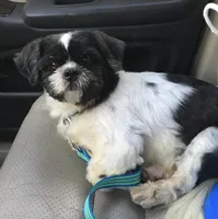 Romeo, a male Shih Tzu for sale in Macclenny, FL – Photo 1 of 4