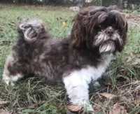 Winter, a female Maltese and Shih Tzu for sale in Macclenny, FL – Photo 8 of 8