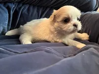 Winter, a female Maltese and Shih Tzu for sale in Macclenny, FL – Photo 2 of 8