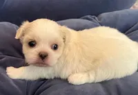 Winter, a female Maltese and Shih Tzu for sale in Macclenny, FL – Photo 6 of 8