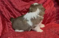 Lady brown n white, a female Maltese and Shih Tzu for sale in Macclenny, FL – Photo 3 of 8