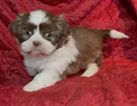Lady brown n white, a female Maltese and Shih Tzu for sale in Macclenny, FL – Photo 2 of 8