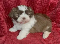 Lady brown n white, a female Maltese and Shih Tzu for sale in Macclenny, FL – Photo 5 of 8