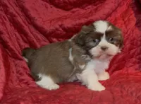 Lady brown n white, a female Maltese and Shih Tzu for sale in Macclenny, FL – Photo 8 of 8