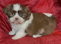 Lady brown n white, a female Maltese and Shih Tzu for sale in Macclenny, FL – Photo 4 of 8