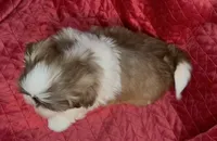 Lady brown n white, a female Maltese and Shih Tzu for sale in Macclenny, FL – Photo 7 of 8