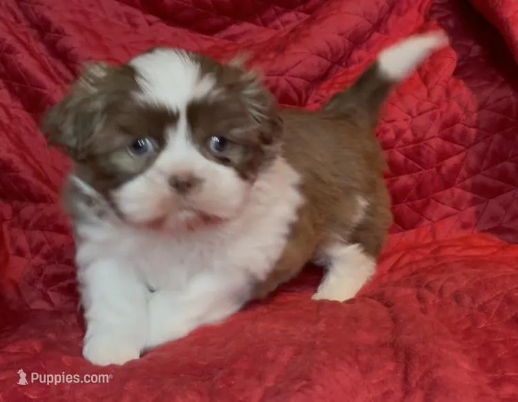 Lady brown n white, a female Maltese and Shih Tzu for sale in Macclenny, FL – Photo 1 of 8