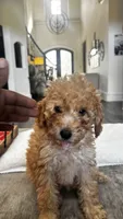 Marshmallow (aka neon), a female Miniature Goldendoodle for sale in Colleyville, TX – 3 of 3