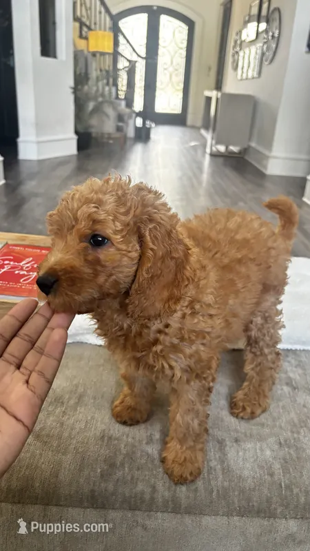 Pumpkin (aka purple)  – Miniature Goldendoodle puppy for sale in Colleyville, TX