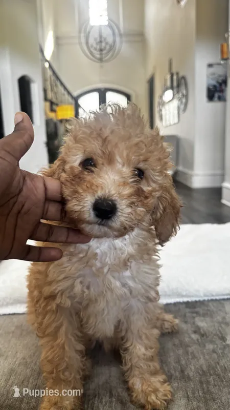 Marshmallow (aka neon) – Miniature Goldendoodle puppy for sale in Colleyville, TX