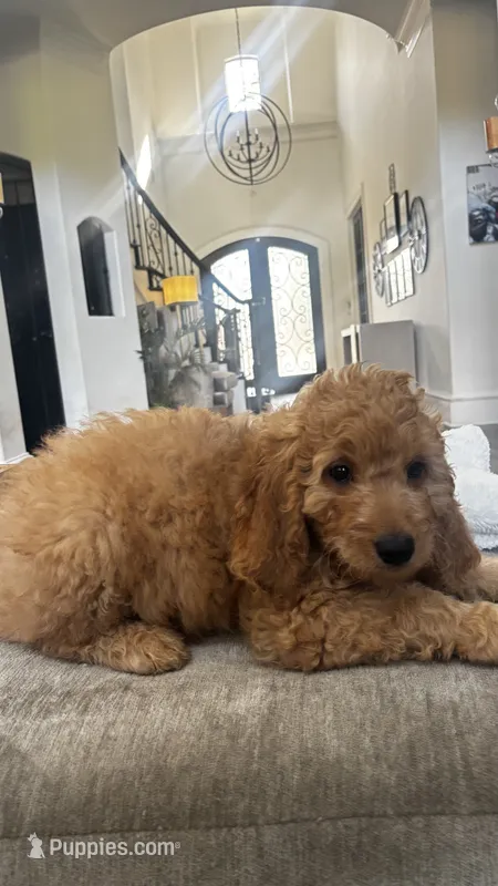 Duke (aka red) – Miniature Goldendoodle puppy for sale in Colleyville, TX