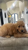 Duke (aka red), a male Miniature Goldendoodle for sale in Colleyville, TX – 1 of 5