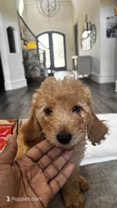 Rocky (aka blue ) – Miniature Goldendoodle puppy for sale in Colleyville, TX