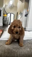 Duke (aka red), a male Miniature Goldendoodle for sale in Colleyville, TX – 5 of 5