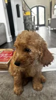 Rocky (aka blue ), a male Miniature Goldendoodle for sale in Colleyville, TX – 4 of 6