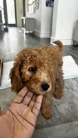 Pumpkin (aka purple) , a female Miniature Goldendoodle for sale in Colleyville, TX – 5 of 5