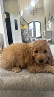 Duke (aka red), a male Miniature Goldendoodle for sale in Colleyville, TX – 2 of 5