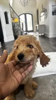 Rocky (aka blue ), a male Miniature Goldendoodle for sale in Colleyville, TX – 3 of 6