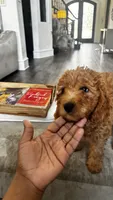 Pumpkin (aka purple) , a female Miniature Goldendoodle for sale in Colleyville, TX – 2 of 5