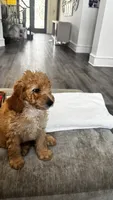 Rocky (aka blue ), a male Miniature Goldendoodle for sale in Colleyville, TX – 5 of 6