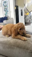 Duke (aka red), a male Miniature Goldendoodle for sale in Colleyville, TX – 3 of 5