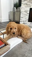 Duke (aka red), a male Miniature Goldendoodle for sale in Colleyville, TX – 4 of 5