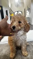 Marshmallow (aka neon), a female Miniature Goldendoodle for sale in Colleyville, TX – 2 of 3